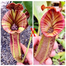 Nepenthes  LVBVMVxRBV
