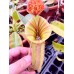 Nepenthes  LVBVMVxRBV