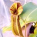 Nepenthes  LVBVMVxRBV