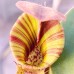 Nepenthes  LVBVMVxRBV