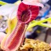 Nepenthes  LVBVMVxRBV