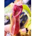 Nepenthes  LVBVMVxRBV