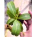 Nepenthes  LVBVMVxRBV