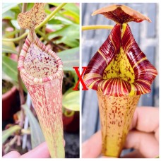 Nepenthes（Maxima x Boschiana）x [(Lowii x Veitchii) x Tiveyi] x Platychila