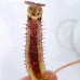 Nepenthes（Maxima x Boschiana）x [(Lowii x Veitchii) x Tiveyi] x Platychila