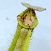 Nepenthes  [(Maxima x boschiana) x veitchii] xLVBVMV 