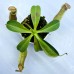 Nepenthes  [(Maxima x boschiana) x veitchii] xLVBVMV 