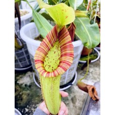 Nepenthes Miranda