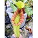 Nepenthes Miranda
