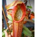 Nepenthes Miranda
