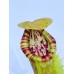Nepenthes  Northiana x LVTP 