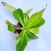 Nepenthes  Northiana x LVTP 