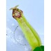 Nepenthes  Northiana x LVTP 