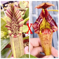 Nepenthes（Northiana x Veitchii ）x LVTP 