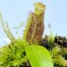 Nepenthes（Northiana x Veitchii ）x LVTP 