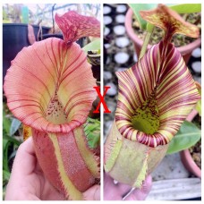 Nepenthes  [(Rokko ‘Exotica’ x boschiana) x veitchii H/L] x veitchii (m) x （truncata x veitchii bario）