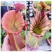 Nepenthes  [(Rokko ‘Exotica’ x boschiana) x veitchii H/L] x veitchii (m) x （truncata x veitchii bario）