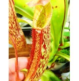 Nepenthes Gentle=Fusca x Maxima