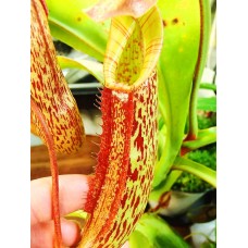 Nepenthes Gentle=Fusca x Maxima