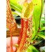 Nepenthes Gentle=Fusca x Maxima