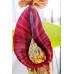 Nepenthes Gentle=Fusca x Maxima