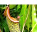 Nepenthes Gentle=Fusca x Maxima