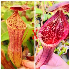Nepenthes (Thorelii x Campanulata) x (Lowii x Campanulata)