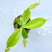 Nepenthes (Thorelii x Campanulata) x (Lowii x Campanulata)