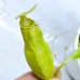 Nepenthes (Thorelii x Campanulata) x (Lowii x Campanulata)