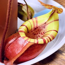 Nepenthes Vking x Ampullaria x Veitchii bario