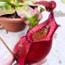 Nepenthes Vking x Ampullaria x Veitchii bario