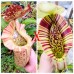 Nepenthes (Veitchii x Boschiana) x Northiana