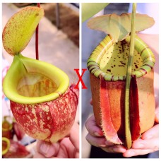 Nepenthes（viking x kuchingensis） x （bicalcarata x northiana）