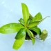 Nepenthes（viking x kuchingensis） x （bicalcarata x northiana）