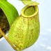 Nepenthes（viking x kuchingensis） x （bicalcarata x northiana）