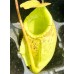 Nepenthes（viking x kuchingensis） x （bicalcarata x northiana）