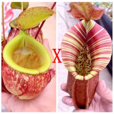 Nepenthes（viking x kuchingensis） x （northiana x veitchii）