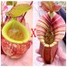 Nepenthes（viking x kuchingensis） x （northiana x veitchii）