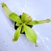 Nepenthes（viking x kuchingensis） x （northiana x veitchii）