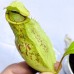 Nepenthes（viking x kuchingensis） x （northiana x veitchii）