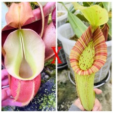 Nepenthes Veitchii bario x Miranda