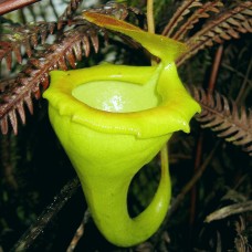 Nepenthes Flava