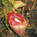 Nepenthes Flava