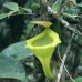 Nepenthes Flava