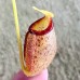 Nepenthes Flava