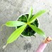 Nepenthes Flava