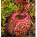 Nepenthes Peltata