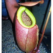 Nepenthes merrilliana