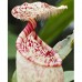 Nepenthes macfarlanei