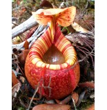 Nepenthes Peltata